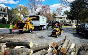 Reliable Sebree, KY Tree Care Solutions