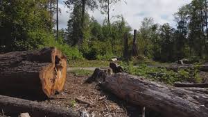 How Our Tree Care Process Works  in  Sebree, KY